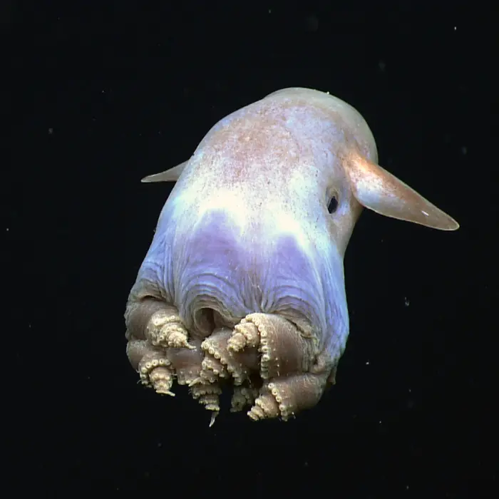 exploitation minière des fonds marins