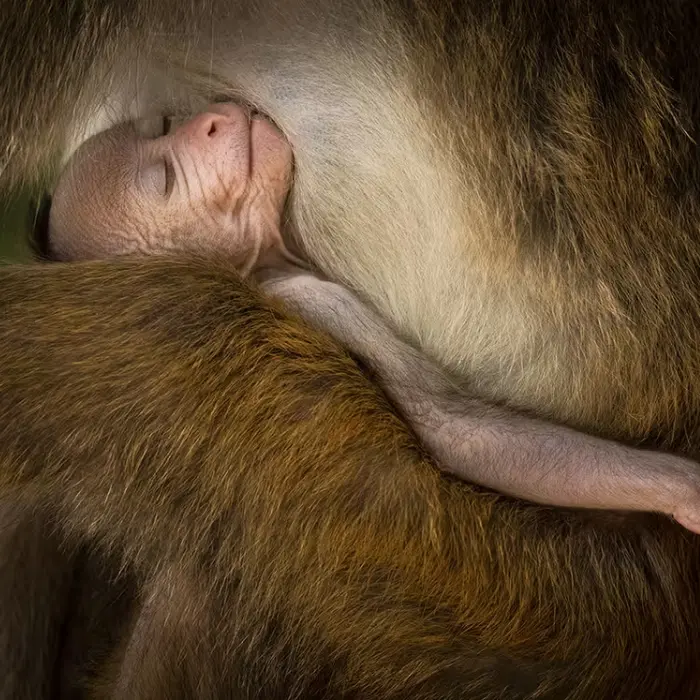 Alors que la biodiversité s'effondre à vitesse grand V, découvrez les enjeux de la COP16 Biodiversité qui se tient en ce moment en Colombie.